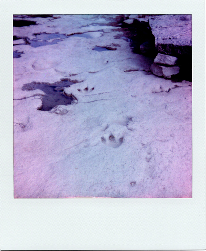 Dinosaur tracks in the limestone, Dinosaur Valley State Park, Glen Rose TX.<br>Polaroid OneStep2, i-Type film