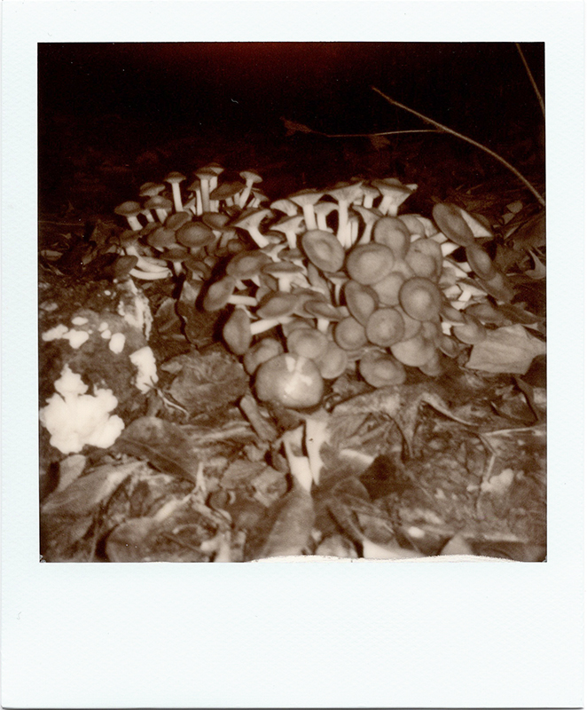 Some cool mushrooms at a Lindale, TX campground.<br>PolaridNow with monochrome i-Type film.